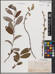 Foto von Salix cinerea L.